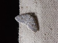 Brown-Shaded Carpet Moth